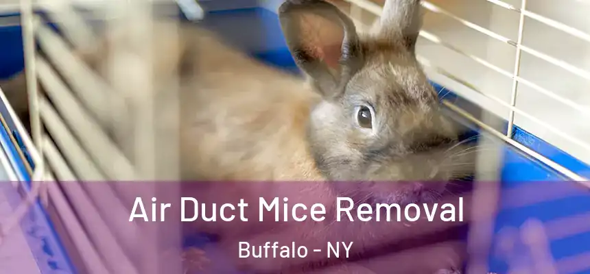 Air Duct Mice Removal Buffalo - NY