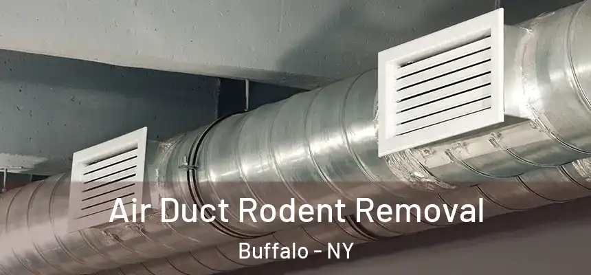  Air Duct Rodent Removal Buffalo - NY