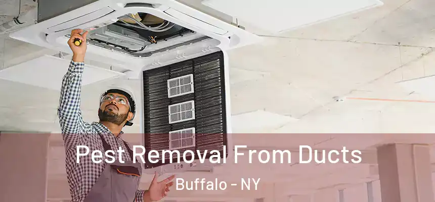  Pest Removal From Ducts Buffalo - NY